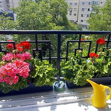 33 Coquette Apartment Baia Mare Dış mekan fotoğraf